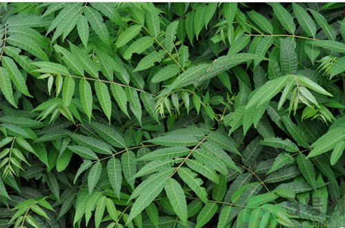 臭椿能吃嗎?香椿和臭椿的區(qū)別 臭椿能吃嗎?香椿和臭椿的區(qū)別