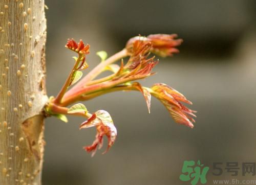 香椿和什么不能一起吃?吃了會怎么樣 香椿和什么不能一起吃?吃了會怎么樣