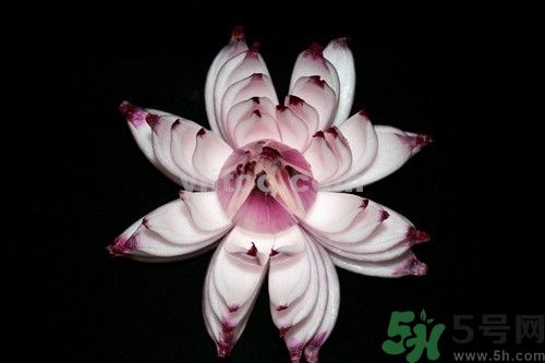 洋蔥可以包餃子嗎？洋蔥怎么做餃子餡？