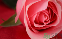 桃花可以和玫瑰一起喝嗎?桃花能和玫瑰一起喝嗎?.png 桃花可以和玫瑰一起喝嗎?桃花能和玫瑰一起喝嗎?.png