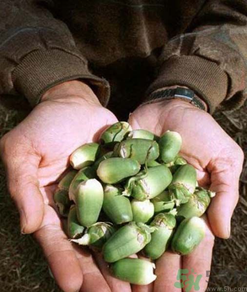 吃檳榔會(huì)致癌嗎？吃檳榔好不好？