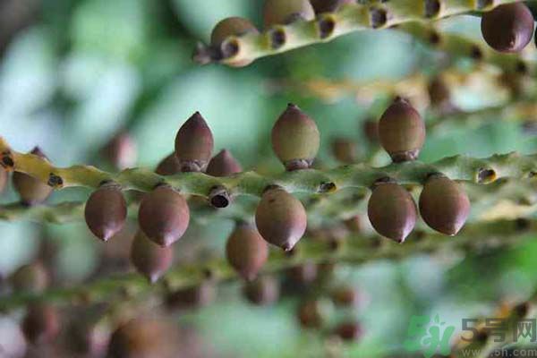 吃檳榔會(huì)致癌嗎？吃檳榔好不好？