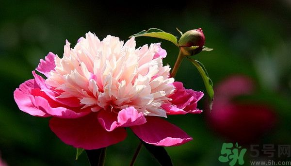 牡丹花可以吃嗎？牡丹花怎么做好吃？