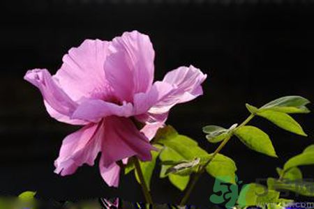 牡丹花可以吃嗎？牡丹花怎么做好吃？