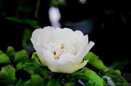 牡丹花可以吃嗎？牡丹花怎么做好吃？