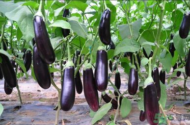 怎么挑選嫩茄子？怎么辨別茄子的老嫩？