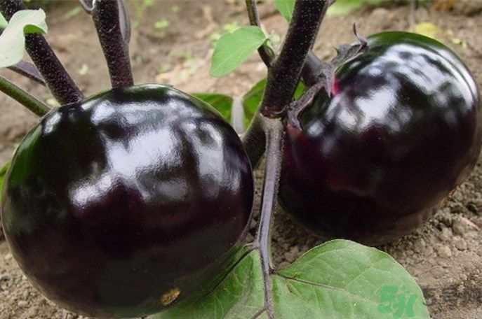 茄子有籽能吃嗎？茄子有籽吃了好不好？