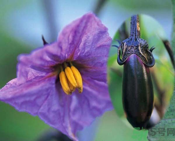 茄子有籽能吃嗎？茄子有籽吃了好不好？