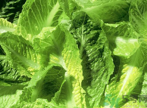 萵筍葉子能生吃嗎？萵筍葉子怎么做？