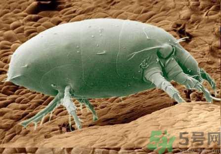 怎么去掉棉被上的螨蟲(chóng)?徹底清除棉被上的螨蟲(chóng)方法 怎么去掉棉被上的螨蟲(chóng)?徹底清除棉被上的螨蟲(chóng)方法