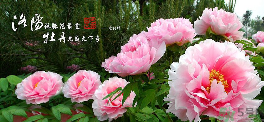 洛陽(yáng)牡丹文化節(jié)活動(dòng)有哪些？洛陽(yáng)牡丹文化節(jié)門(mén)票是多少？