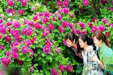 洛陽(yáng)牡丹文化節(jié)活動(dòng)有哪些？洛陽(yáng)牡丹文化節(jié)門(mén)票是多少？