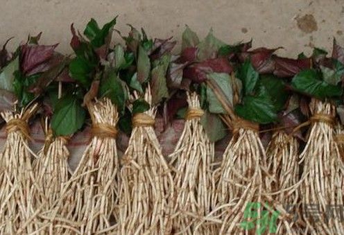 小孩子能喝魚腥草泡水嗎？小孩喝魚腥草泡水好嗎？