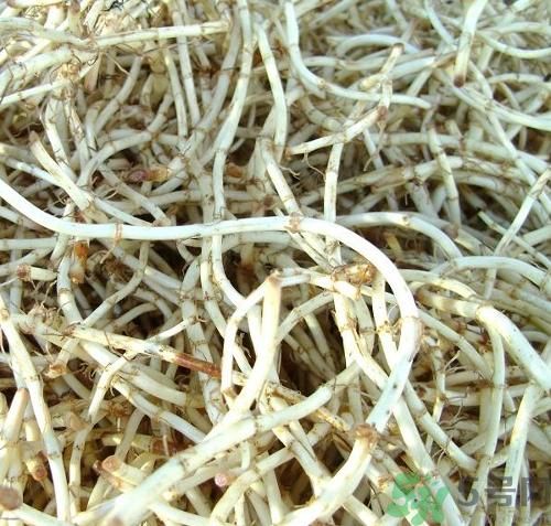 魚腥草可以炎癥嗎？魚腥草怎么治炎癥？