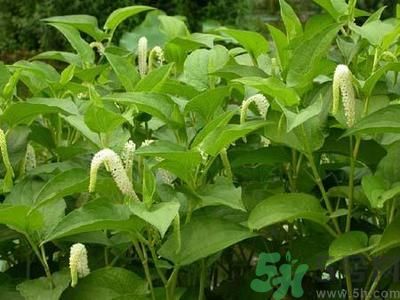 魚腥草可以止咳嗎？魚腥草止咳的辦法有哪些？