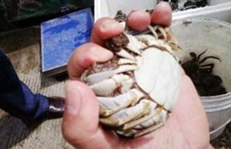 1460371183475332.jpg 壓根大 奪方 076.jpg