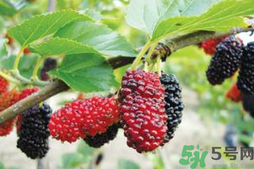 桑葚是什么季節(jié)的水果?桑葚是幾月份成熟?.png 桑葚是什么季節(jié)的水果?桑葚是幾月份成熟?.png