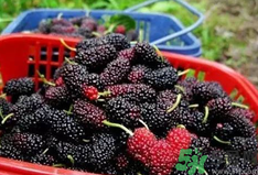 桑葚是酸性還是堿性水果?桑葚是堿性水果嗎?.png 桑葚是酸性還是堿性水果?桑葚是堿性水果嗎?.png