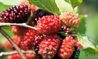 桑葚可以做什么吃?桑葚能做什么飲品喝?.png 桑葚可以做什么吃?桑葚能做什么飲品喝?.png