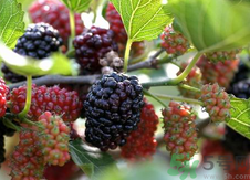 桑葚可以空腹吃嗎?空腹吃桑葚好不好?.png 桑葚可以空腹吃嗎?空腹吃桑葚好不好?.png