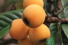 枇杷是熱性還是涼性水果?枇杷是寒性的嗎?.png 枇杷是熱性還是涼性水果?枇杷是寒性的嗎?.png