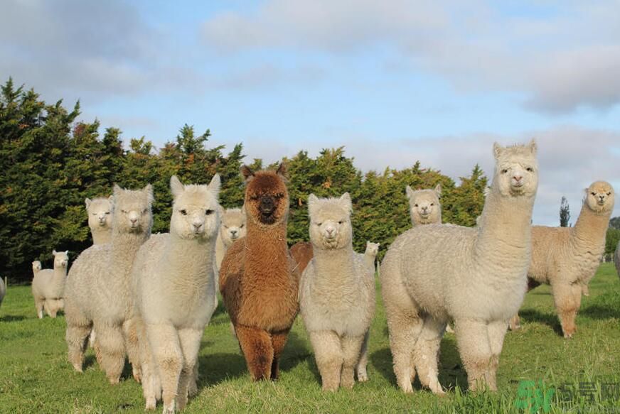 草泥馬是羊駝嗎？萌萌噠草泥馬居然被吃啦!