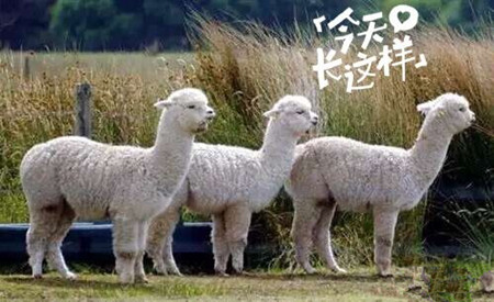 草泥馬是羊駝嗎？萌萌噠草泥馬居然被吃啦!