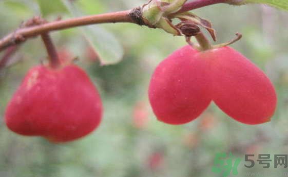 杈杷果好吃嗎？杈杷果的營養(yǎng)價值與功效