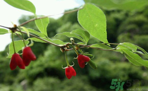 杈杷果好吃嗎？杈杷果的營養(yǎng)價值與功效