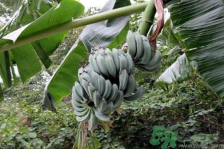 牛奶蕉是熱性還是涼性？牛奶蕉是涼性嗎？