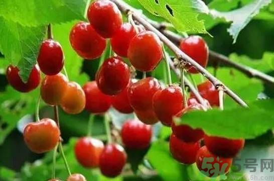 吃櫻桃拉肚子怎么辦？吃櫻桃拉肚子是怎么回事？