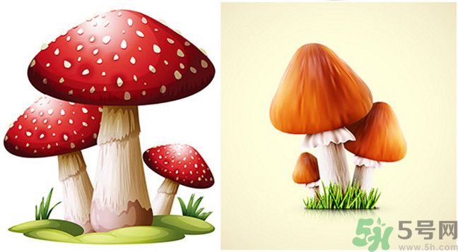 吃蘑菇可以喝酒嗎？吃蘑菇喝酒會(huì)中毒嗎？