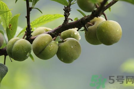 孕婦可以吃李子嗎？孕婦吃李子好嗎？