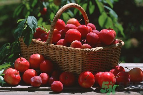 孕婦可以吃李子嗎？孕婦吃李子好嗎？