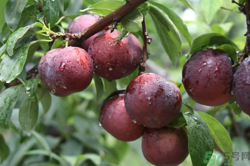 月經(jīng)期間可以吃李子嗎？月經(jīng)期間吃李子好嗎？