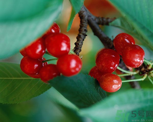 空腹能吃櫻桃嗎？空腹吃櫻桃胃疼怎么辦？