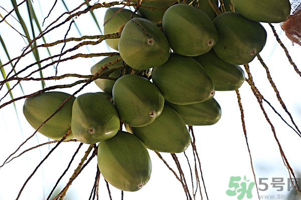 椰子是酸性還是堿性？椰子是堿性還是酸性？