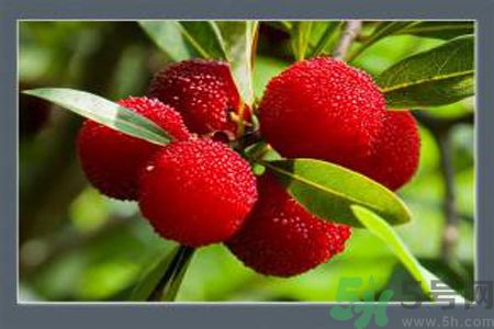 楊梅是酸性還是堿性？楊梅是酸性的嗎？