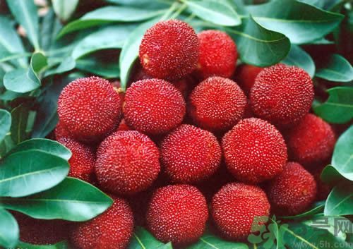 楊梅和什么不能一起吃?楊梅和什么相克 楊梅和什么不能一起吃?楊梅和什么相克