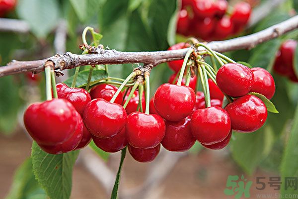 痛風(fēng)能吃櫻桃嗎？痛風(fēng)吃櫻桃可不可以？