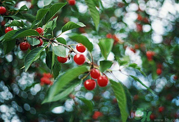 痛風(fēng)能吃櫻桃嗎？痛風(fēng)吃櫻桃可不可以？