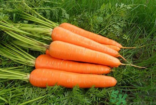 補血吃什么蔬菜好？吃什么蔬菜可以補血？