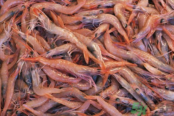 死蝦被稱腦死亡 死蝦吃了會怎么樣？