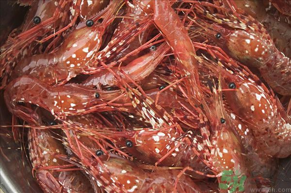 死蝦被稱腦死亡 死蝦吃了會怎么樣？