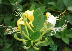 金銀花是涼性還是熱性?金銀花是涼性的嗎?.png 金銀花是涼性還是熱性?金銀花是涼性的嗎?.png