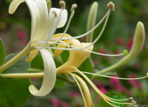 金銀花是開(kāi)花的好還是不開(kāi)花的好?.png 金銀花是開(kāi)花的好還是不開(kāi)花的好?.png