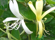 金銀花是什么味道?金銀花是苦的嗎?.png 金銀花是什么味道?金銀花是苦的嗎?.png