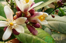 金銀花可以和檸檬一起泡水喝嗎?金銀花能和檸檬一起泡嗎?.png 金銀花可以和檸檬一起泡水喝嗎?金銀花能和檸檬一起泡嗎?.png