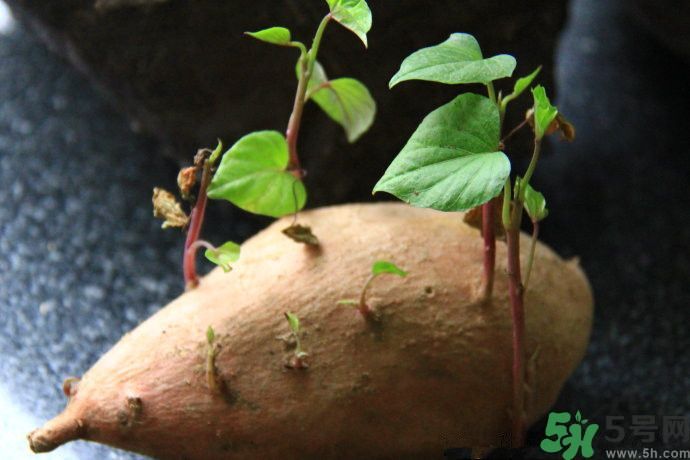 地瓜發(fā)芽了還能吃嗎?地瓜發(fā)芽有毒嗎 地瓜發(fā)芽了還能吃嗎?地瓜發(fā)芽有毒嗎