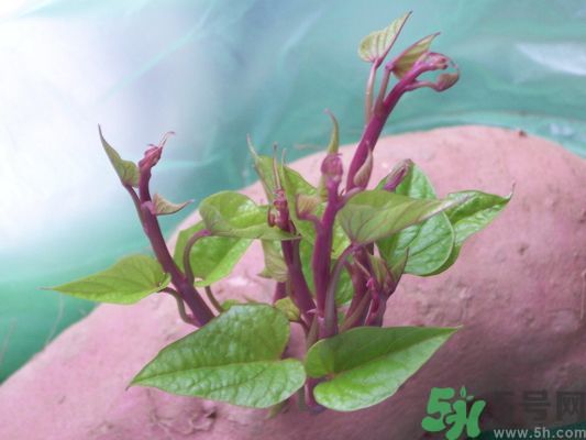 地瓜發(fā)芽了還能吃嗎?地瓜發(fā)芽有毒嗎 地瓜發(fā)芽了還能吃嗎?地瓜發(fā)芽有毒嗎